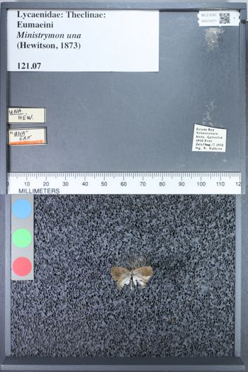 Media type: image;   Entomology 72471